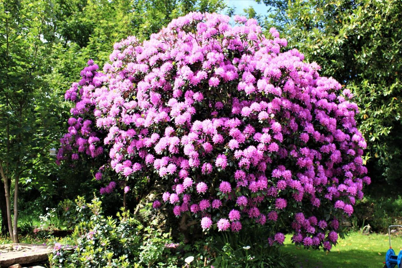 Keryerna Ar C'Haouled "Aux Hortensias" Clevacance Saint-Méen Eksteriør bilde